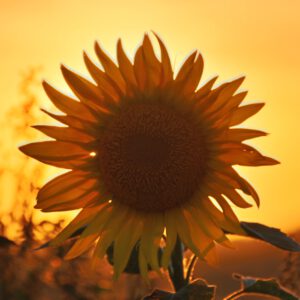 Natuur - Zonnebloem