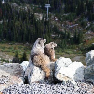 Dieren - Wildlife Marmot