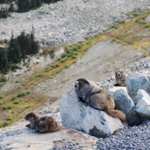 Dieren - Wildlife Marmot