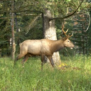 Dieren - Wildlife Deer