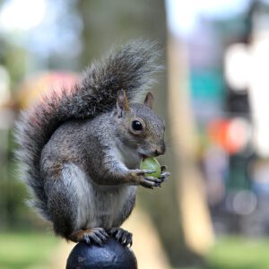 Dieren - Wildlife Squirrel